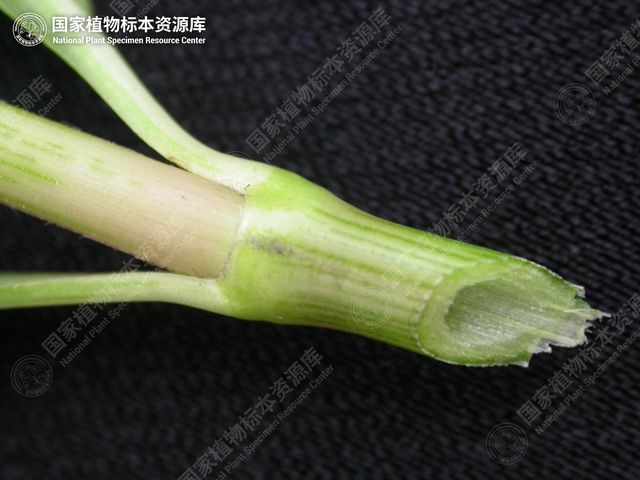 空心莲子草中空的茎
