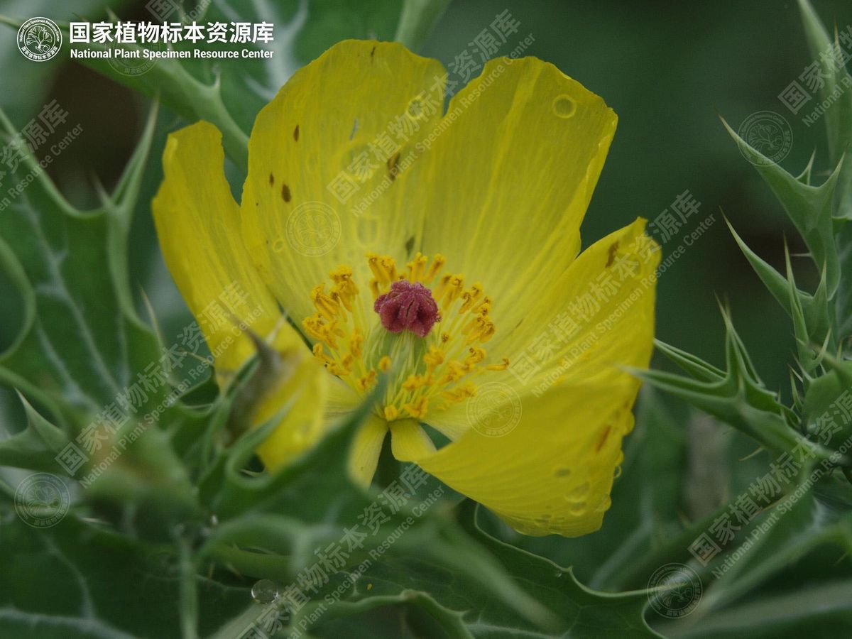蓟罂粟的花：黄色花瓣、众多雄蕊和暗红色的柱头