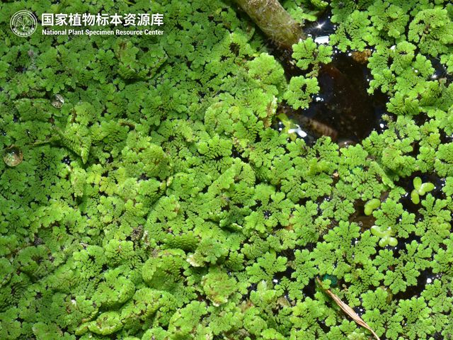 漂浮在水面上的细叶满江红