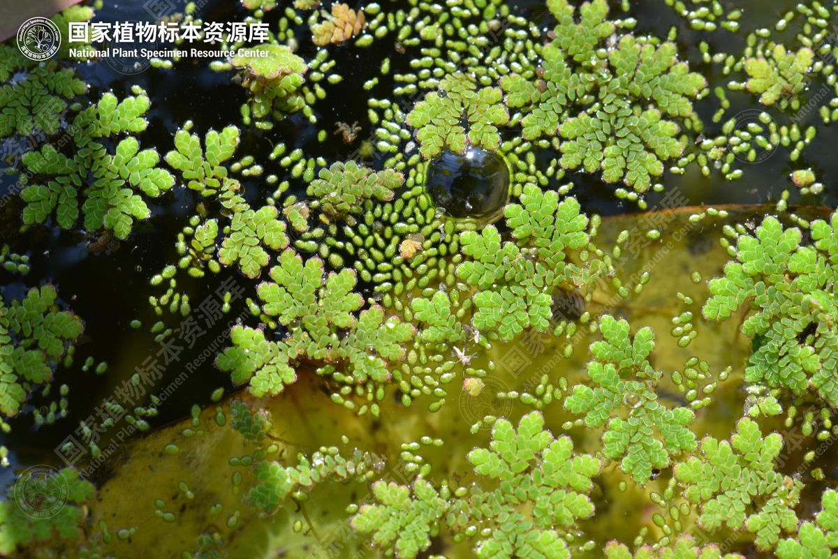 细叶满江红的植株漂浮在水面上
