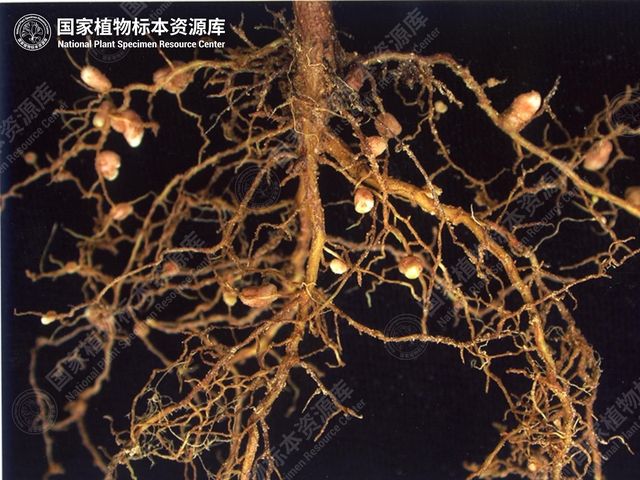 含羞草山扁豆的根系和根瘤