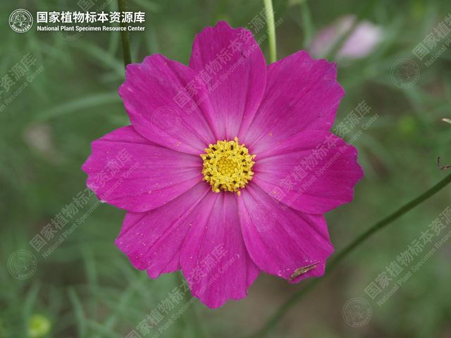 秋英的头状花序