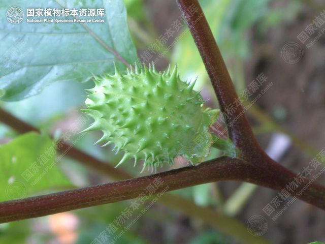 曼陀罗带刺的蒴果