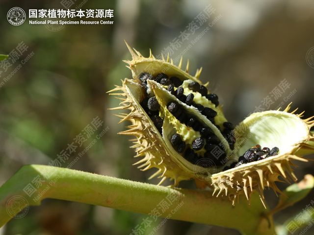 曼陀罗开裂的蒴果和黑色种子