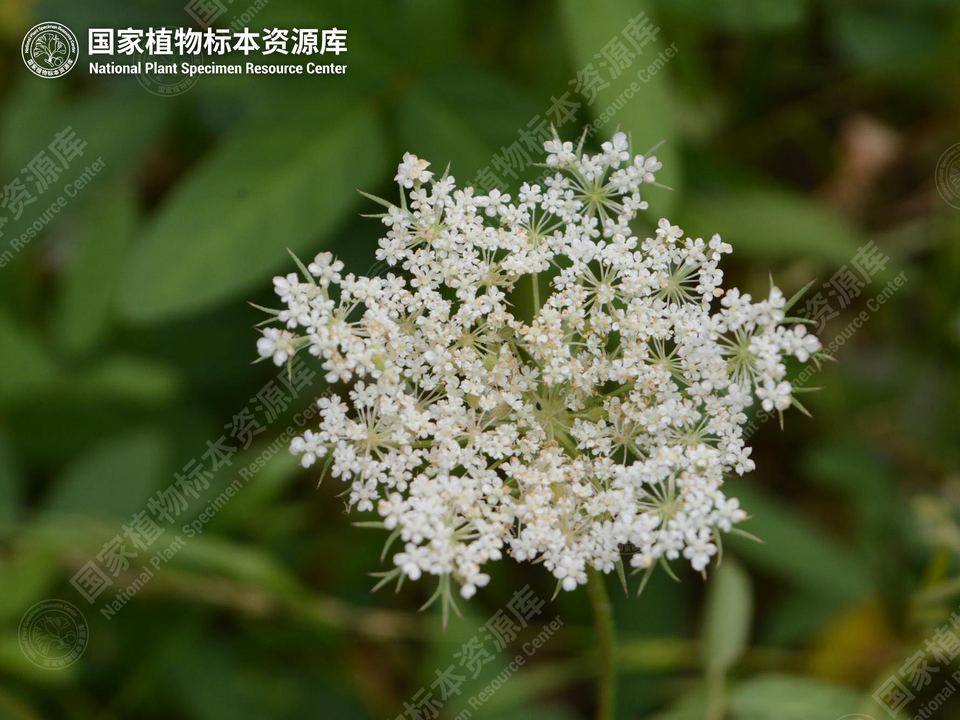野胡萝卜的复伞形花序