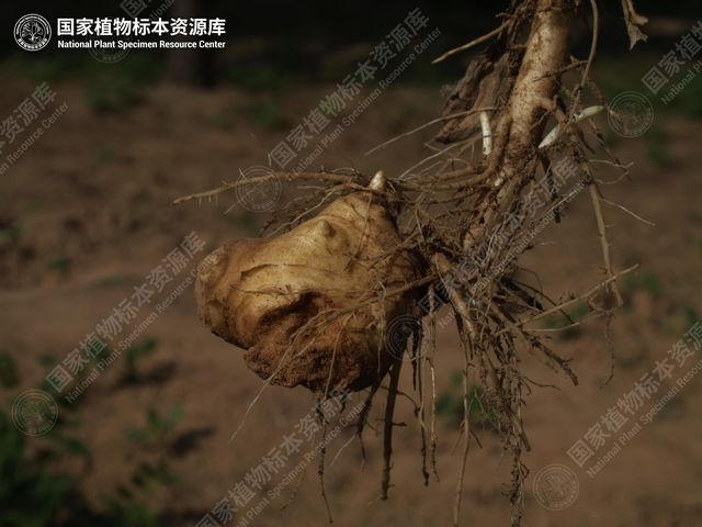菊芋的块茎