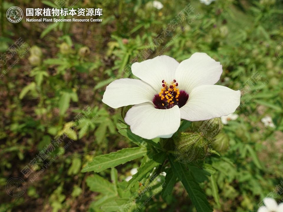 野西瓜苗的花