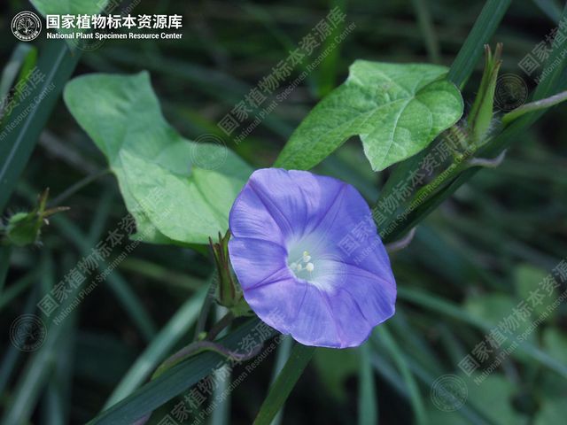 牵牛的花