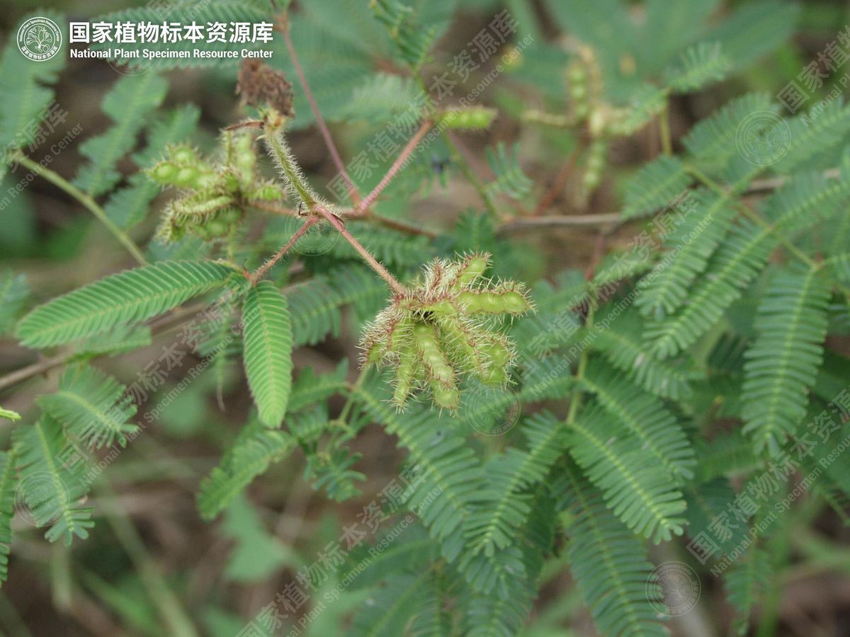 含羞草的粉色头状花序和羽状复叶