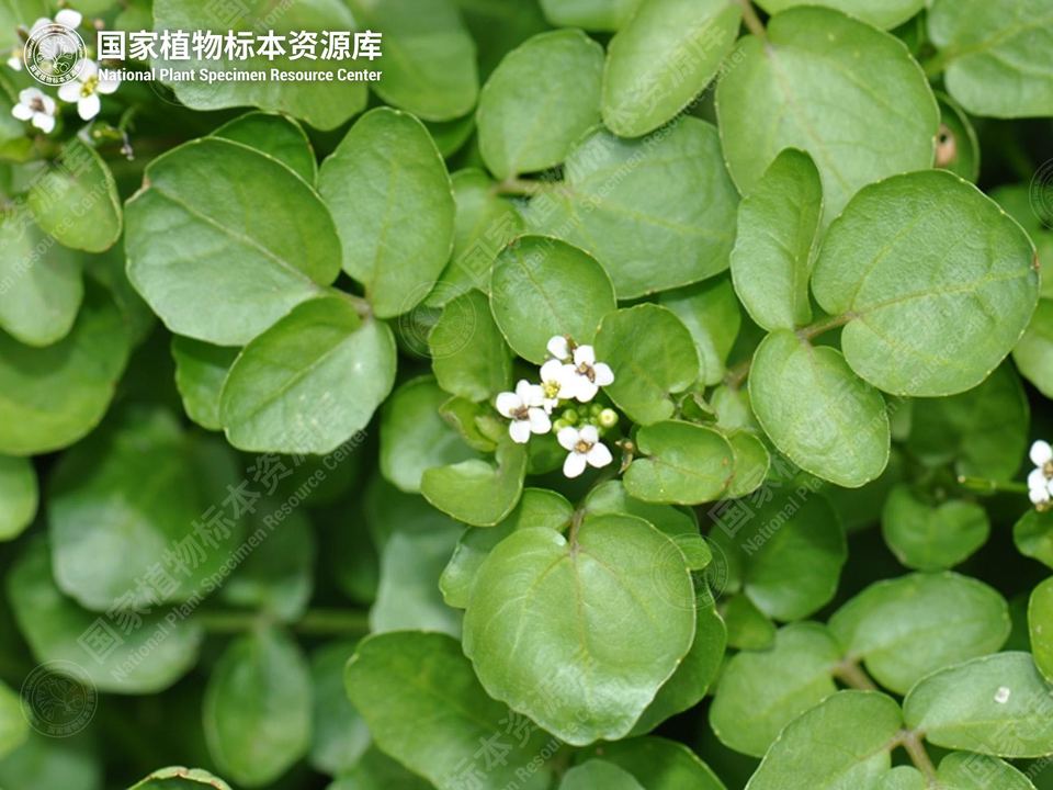 豆瓣菜的白色小花
