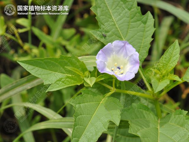 假酸浆的花