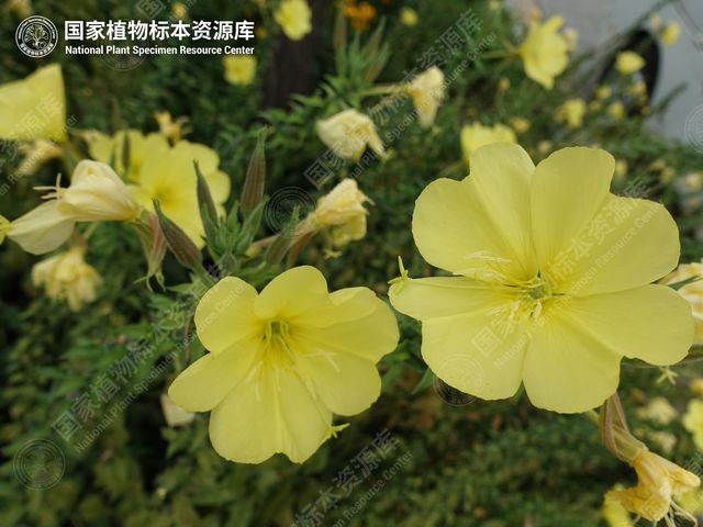 月见草的黄色花朵
