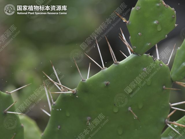 单刺仙人掌扁平的茎和刺