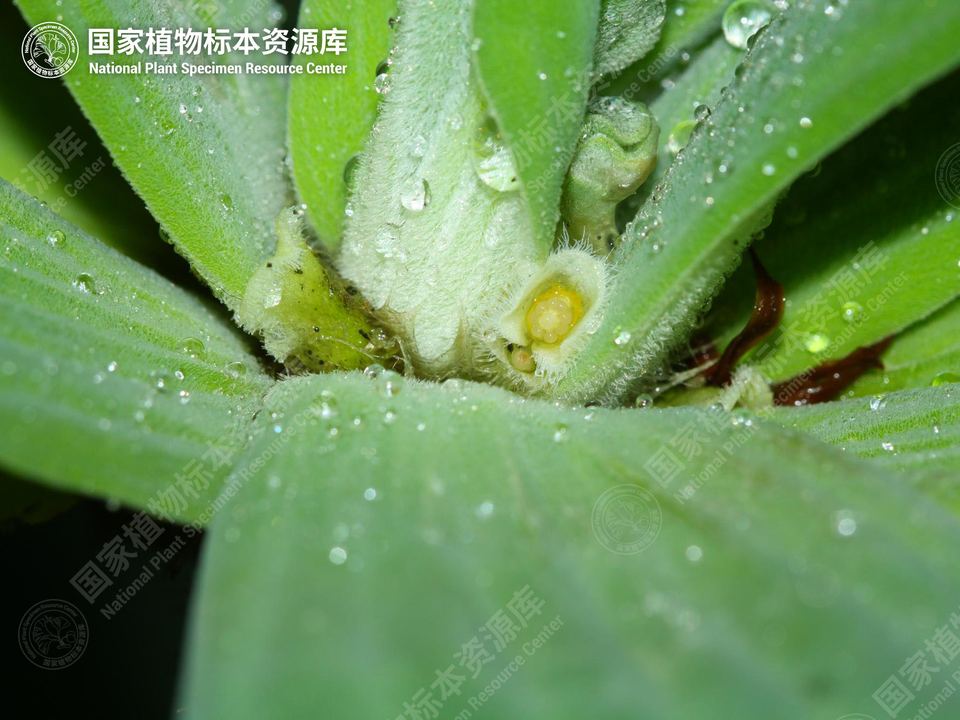 大薸的叶片和平行叶脉