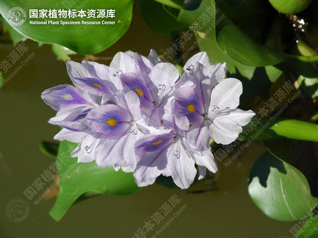 凤眼莲的花序