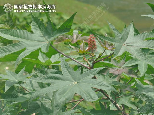 蓖麻的掌状叶