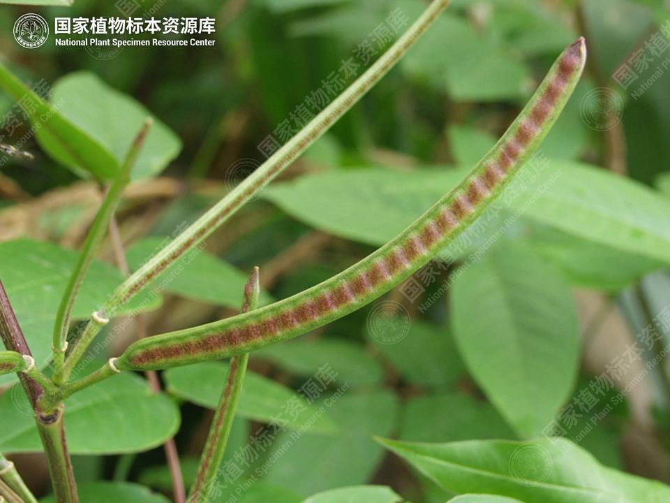 望江南的荚果