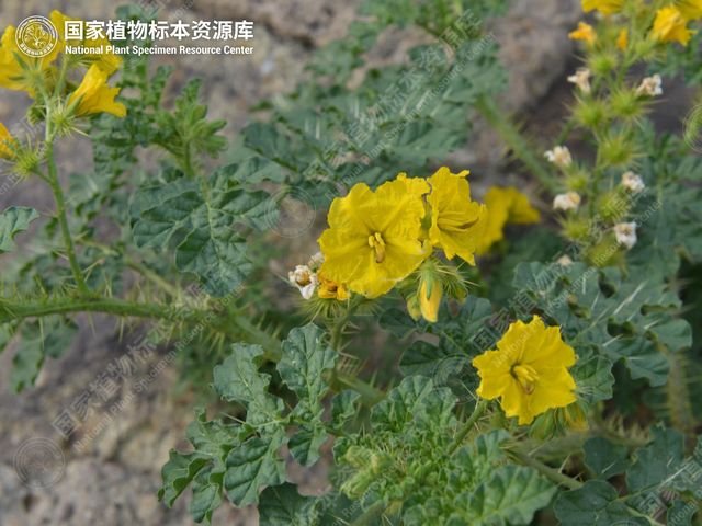 黄花刺茄的花和带刺的叶