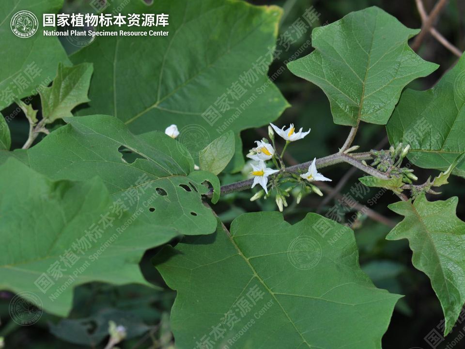 水茄的叶片和网状叶脉