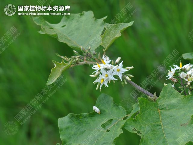 水茄的花