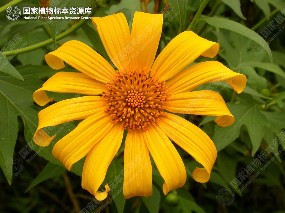 肿柄菊的头状花序