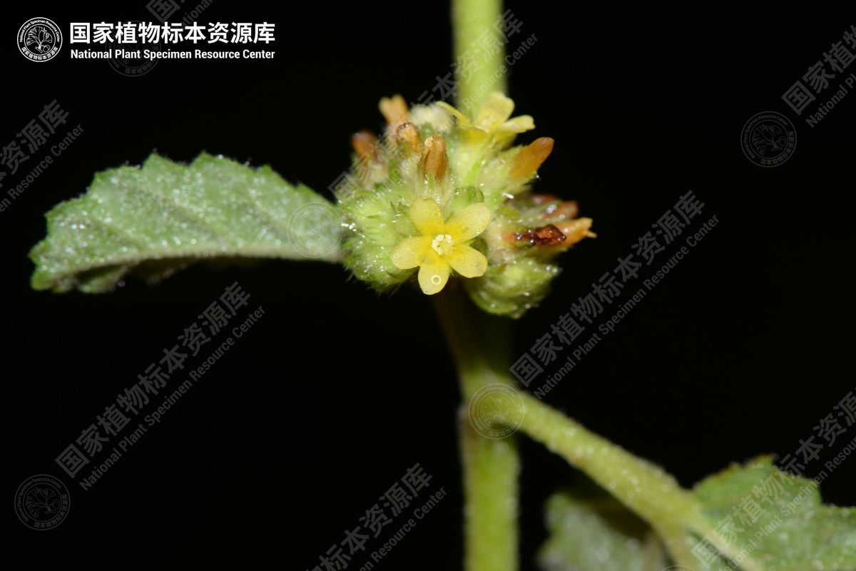 蛇婆子的黄色小花和叶