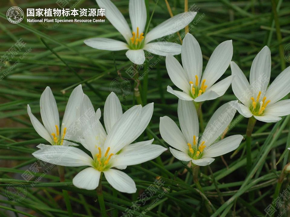 葱莲的白色花朵