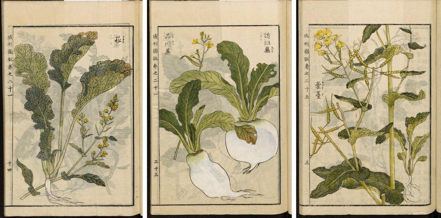 三幅江户时代的彩色植物图：菘、芜菁和芸薹