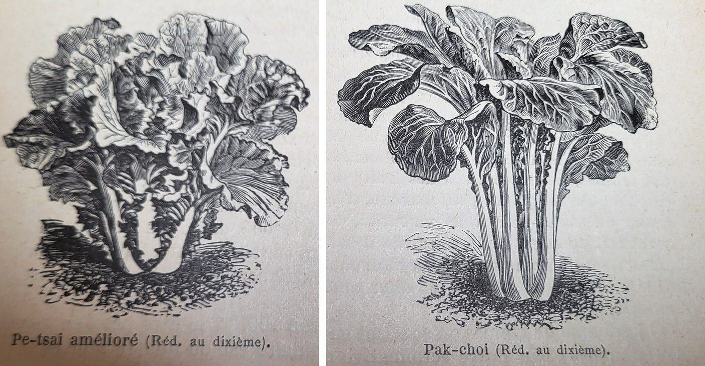 两幅黑白铜版画：左为包心的大白菜，右为不包心的青菜