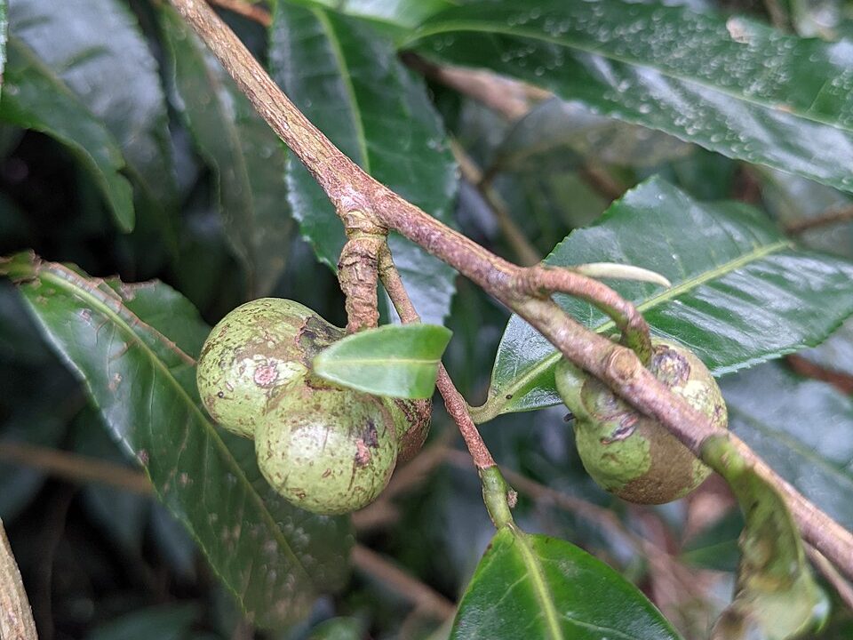 枝条上绿色的茶果