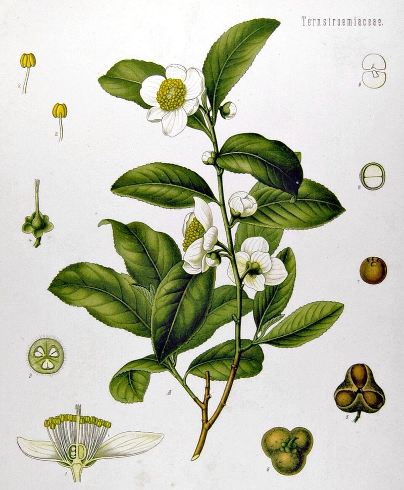 茶树的植物画:开花的枝条,以及花的纵剖面、雄蕊、子房横切面和果实