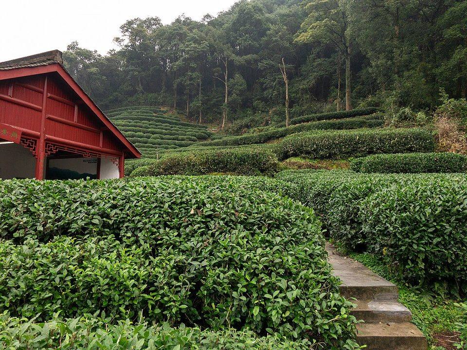 修剪整齐的茶篷和茶园小径