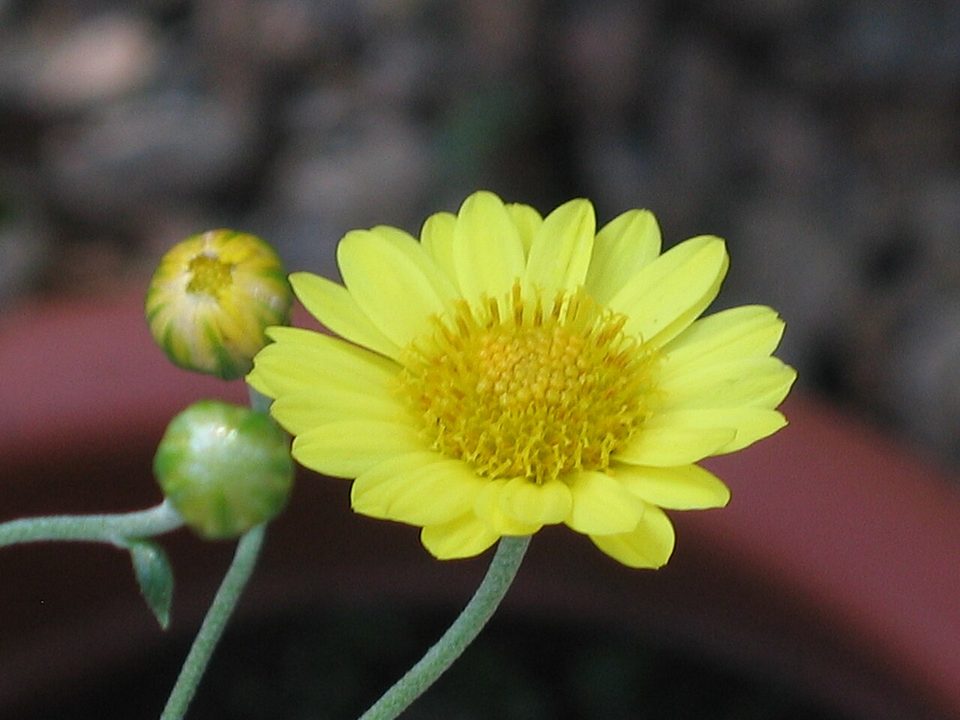野菊的黄色头状花序和花蕾