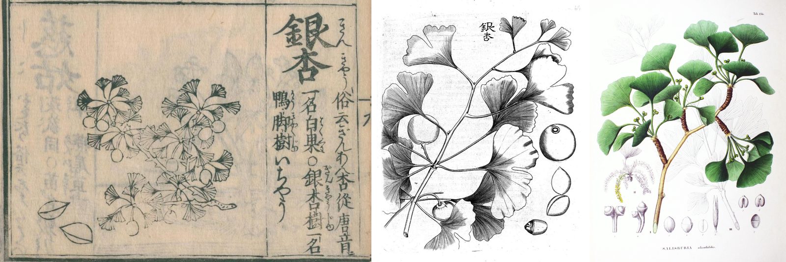 三幅早期的银杏图:日本古籍中的木刻、坎普法的手绘,以及标注 Salisburia 的彩色植物画