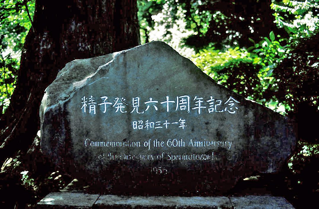 大树下的石碑,刻着“精子発見六十周年記念 昭和三十一年”