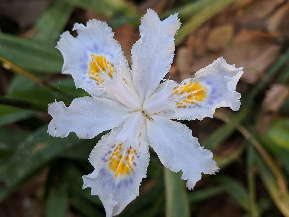 淡蓝白色的蝴蝶花,外花被裂片上有黄色的鸡冠状附属物