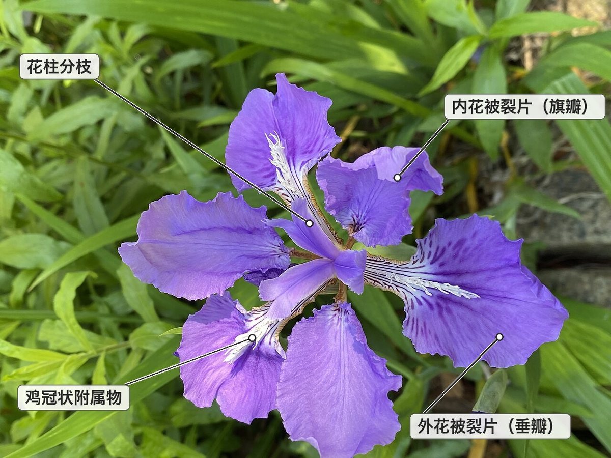 俯视的鸢尾花,标注了花柱分枝、内花被裂片、外花被裂片和鸡冠状附属物