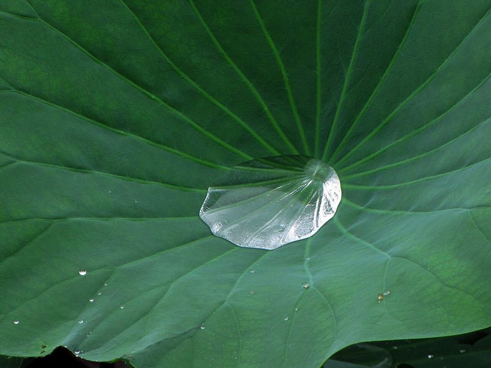 荷叶中央的一颗大水珠