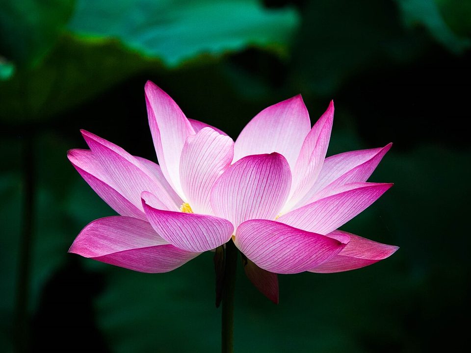 一朵粉色的莲花