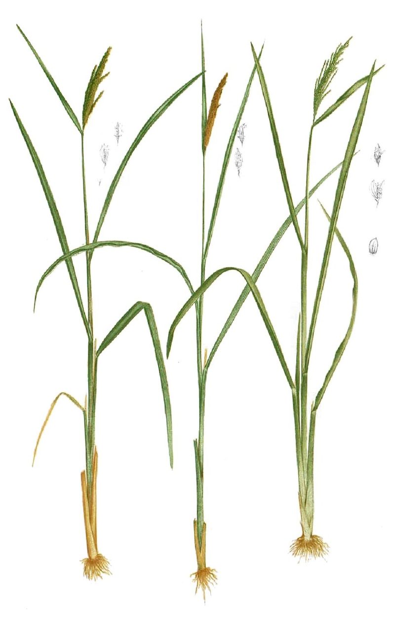 稻的植物画:三株稻,带有须根和下垂的稻穗