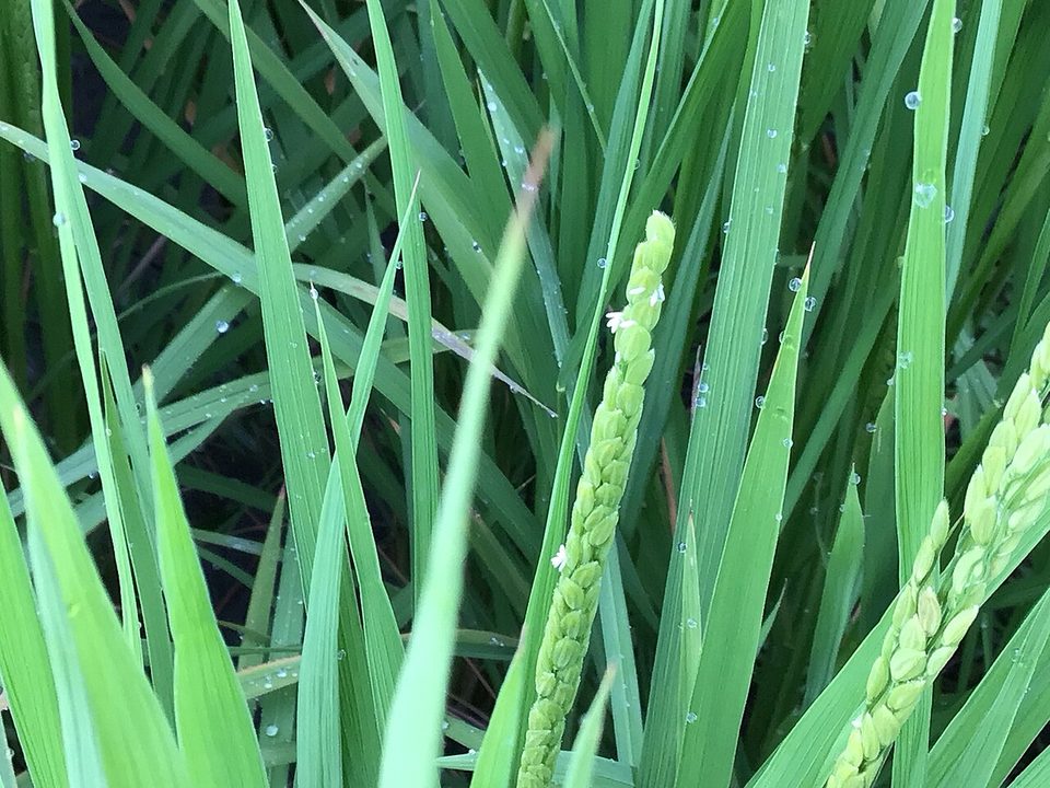 稻穗开花,白色花药挂在小穗外