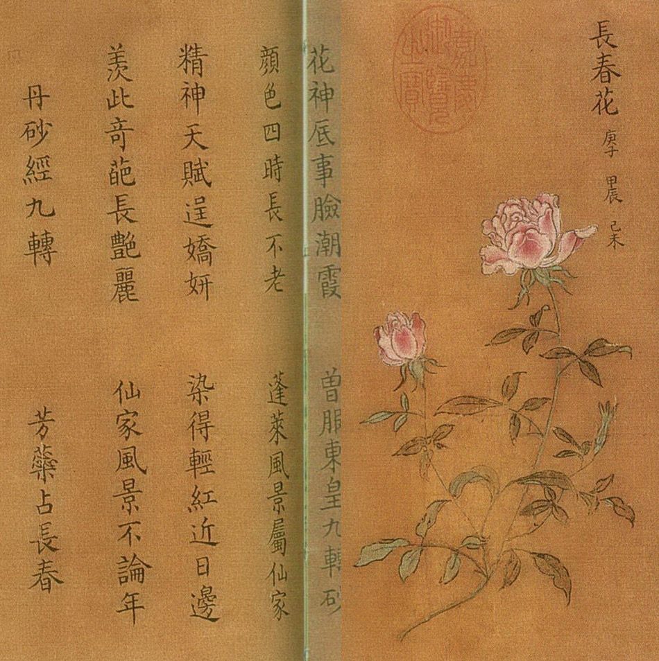 宋代《百花图卷》局部:一枝粉色的月季,旁有题字“长春花”